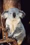 pi-feldkirch:koala.jpg