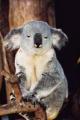 koala.jpg